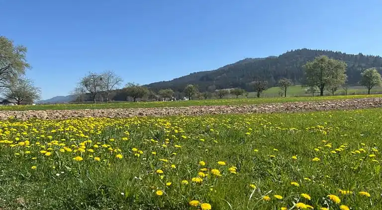 Ferienwohnung in Schwarzwald