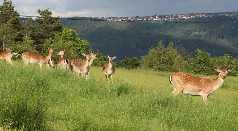 Gårdhus i Dörlinbach