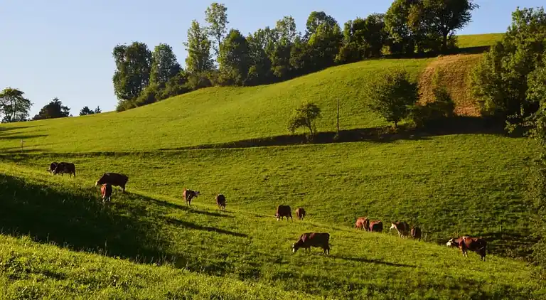 Sommerhus i Mühlenbach