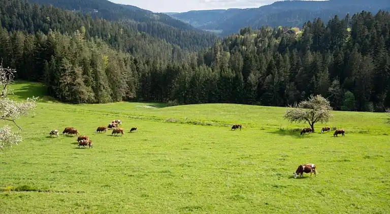 Gårdhus i Dörlinbach