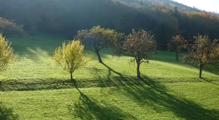 Apartment in Schiltach