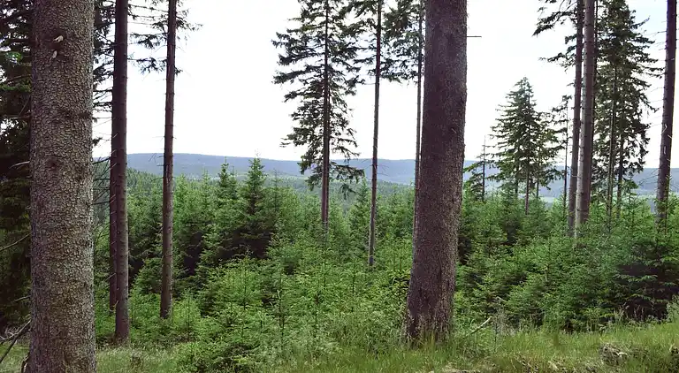 Ferienwohnung in Möhrenbach
