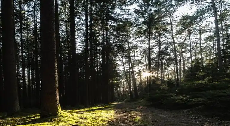 Ferienwohnung in Möhrenbach
