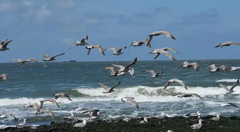 Sommerhus i Callantsoog