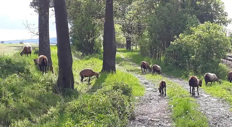 Sommerhus i Bechyně