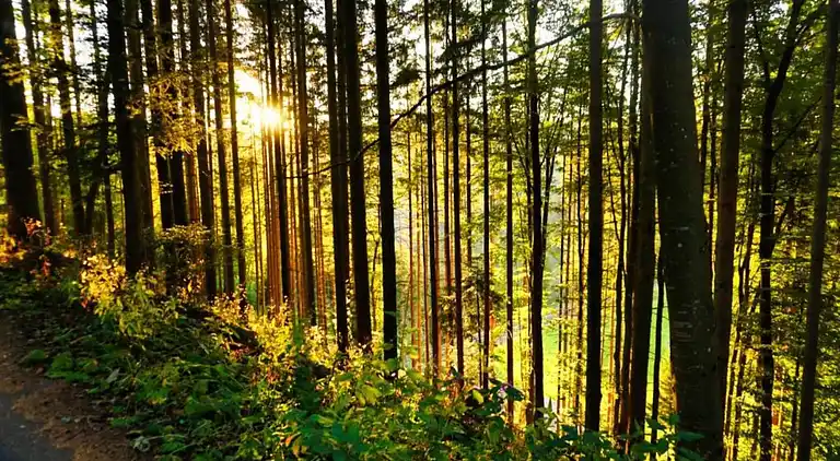 Vakantiehuis in Brigach