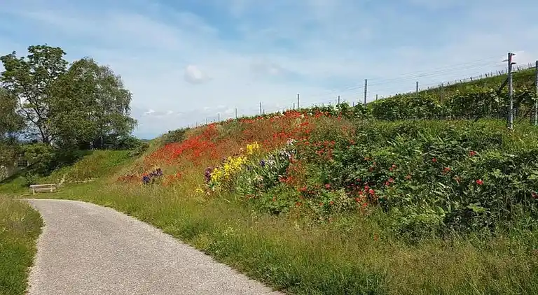 Ferielejlighed i Bischoffingen
