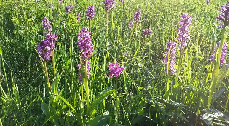 Lägenhet i Bad Bayersoien