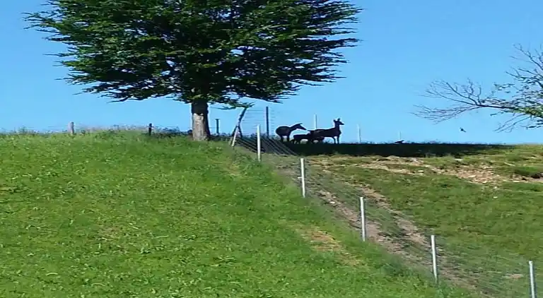 Lägenhet i Bad Bayersoien