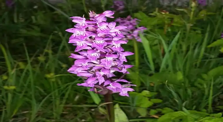 Lägenhet i Bad Bayersoien