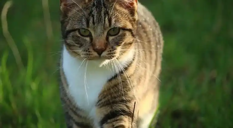Holiday home in Hippolytushoef