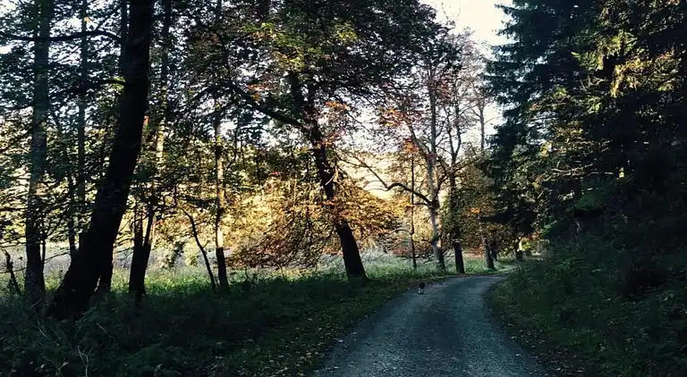 Ferielejlighed i Hahnenkopf