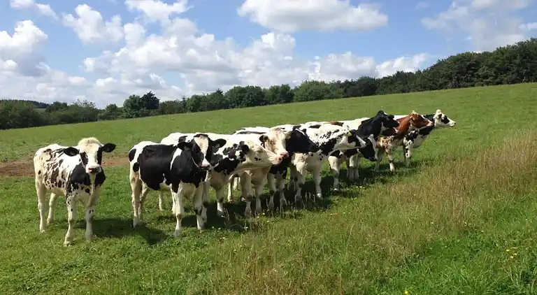 Holiday home in Furth