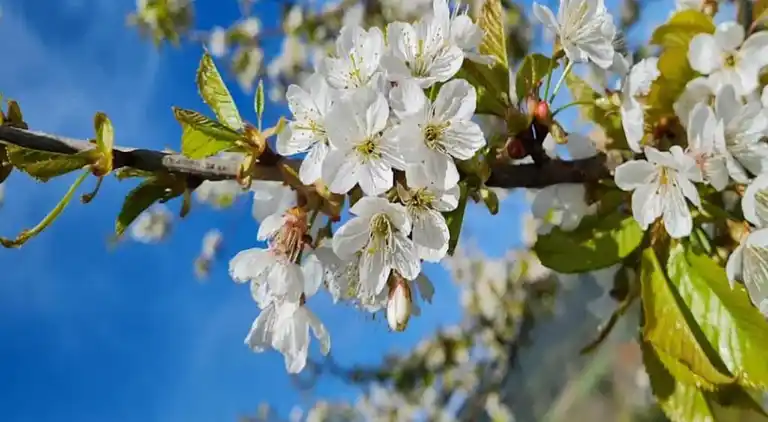 Ferielejlighed i Bad Peterstal-Griesbach