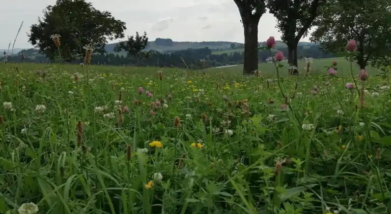 Sommerhus i Altenfeld