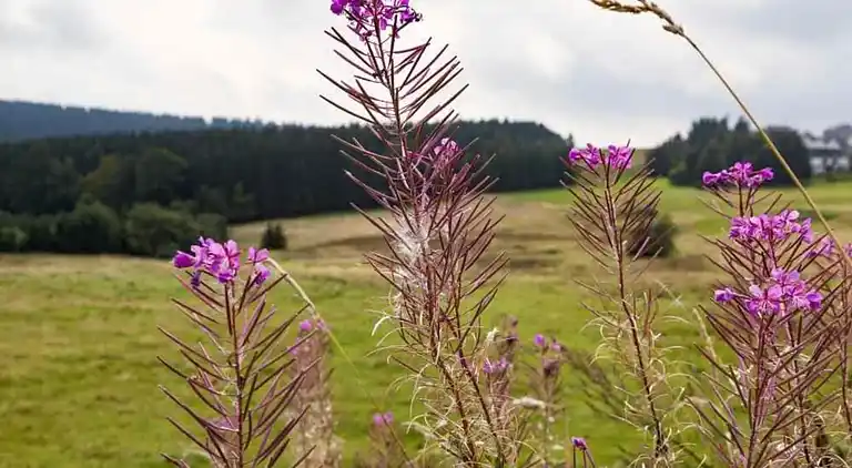 Sommerhus i Altenfeld