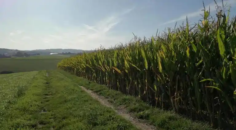 Sommerhus i Altenfeld