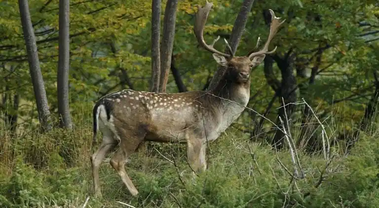 Feriebolig i Ortignano Raggiolo