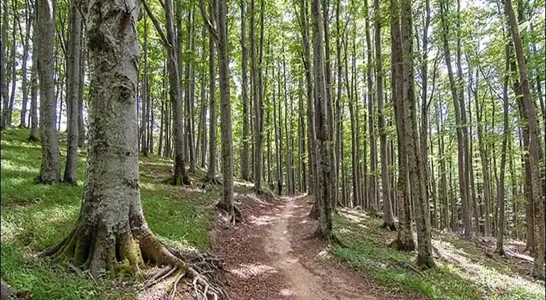Feriebolig i Ortignano Raggiolo