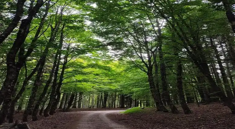 Feriebolig i Ortignano Raggiolo