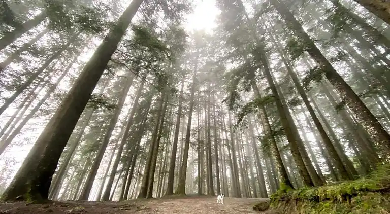 Sommerhus i Badia Prataglia