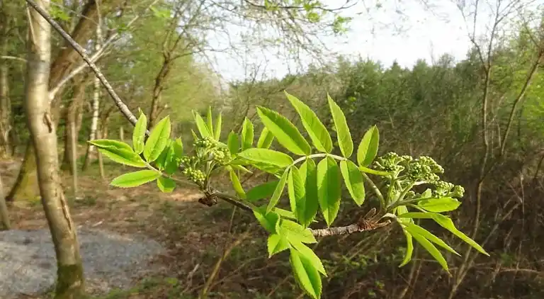 Cottage in La Gleize
