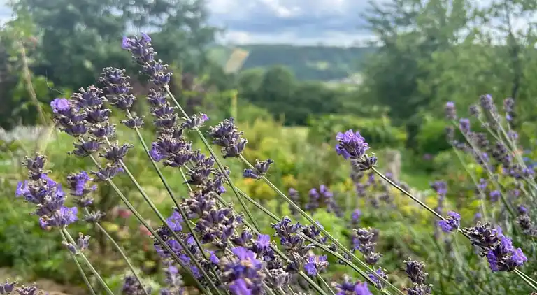 Apartment in Stoumont