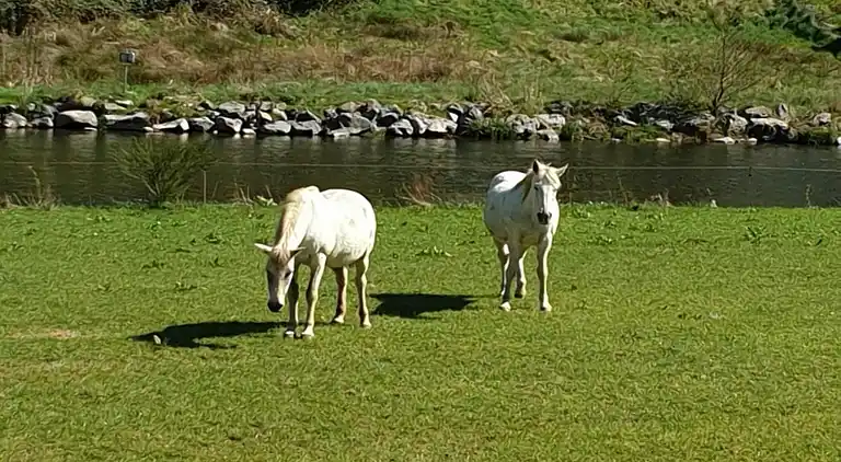 Appartement in Fosse