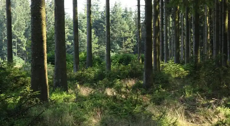 Cottage in La Gleize