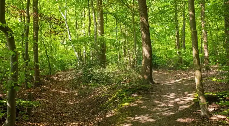 Sommerhus i Hulshorst