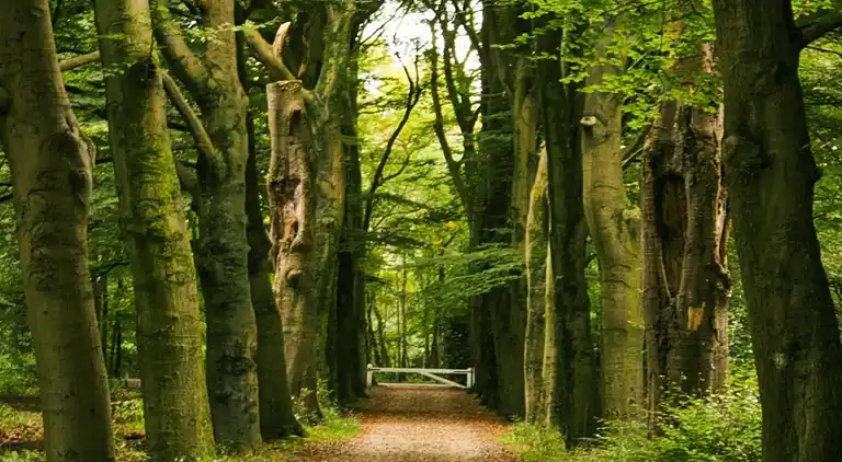 Sommerhus i Hulshorst
