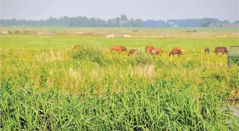 Vakantiehuis in Grou
