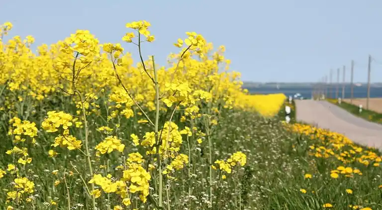 Ferielejlighed i Damshagen
