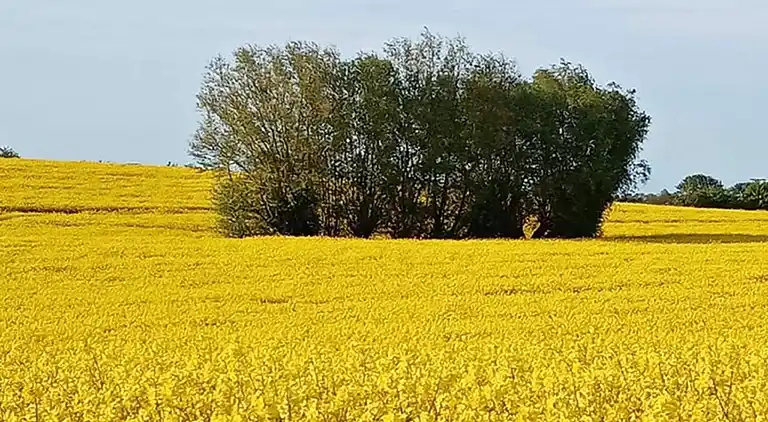 Bungalow in Elmenhorst
