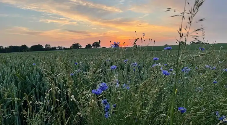 Bungalow in Tarnewitz