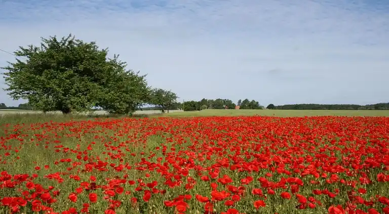 Ferielejlighed i Wohlenberg