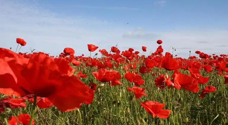 Ferielejlighed i Wohlenberg