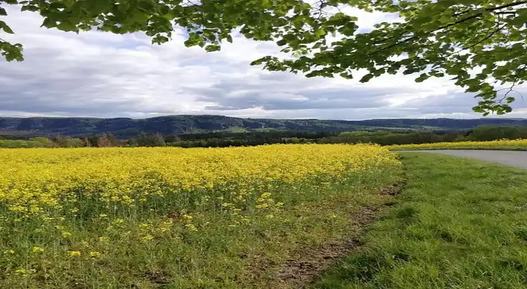 Ferielejlighed i Kirnitzschtal