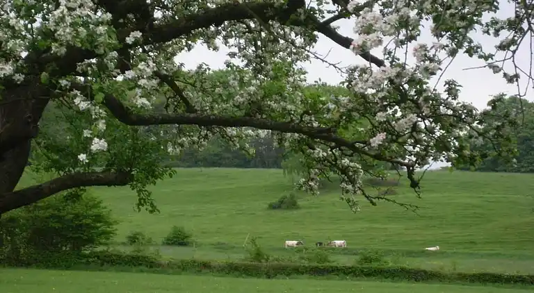 Sommerhus i Limbourg