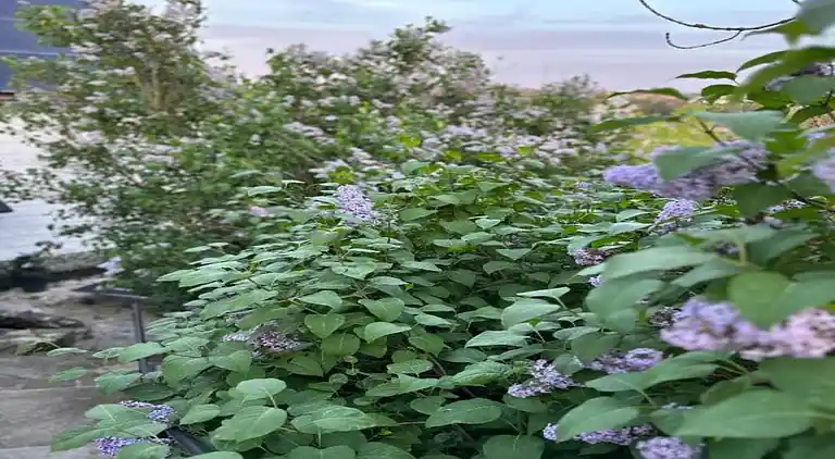 Sommerhus i Limbourg