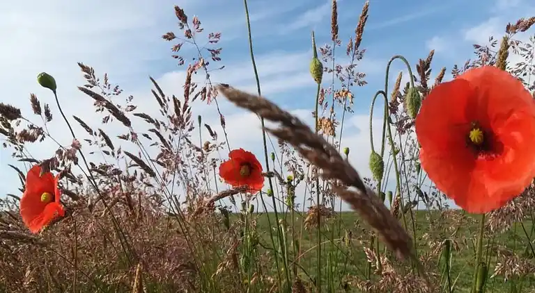 Holiday home in Stavelot