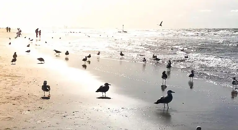 Ferielejlighed i Zuid-Holland