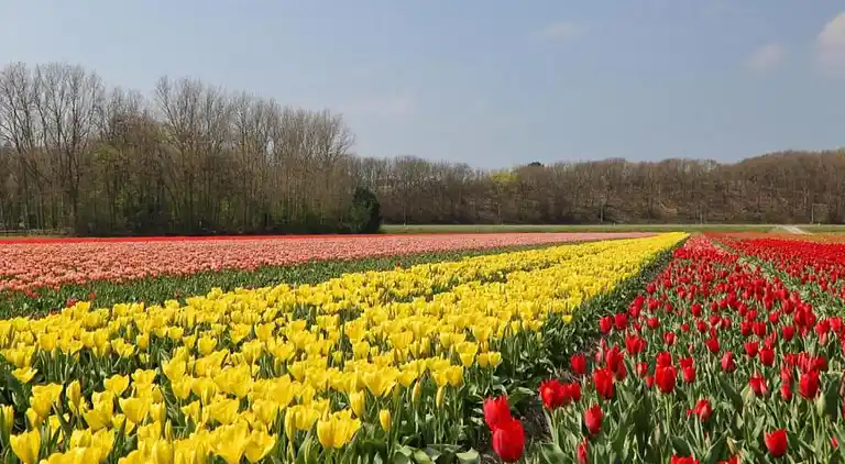 Casa vacanze in South Holland