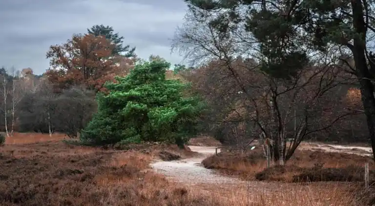 Sommerhus i Wilhelminadorp