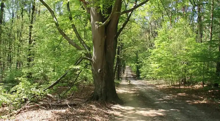 Cottage in Ootmarsum