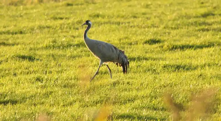 Apartment in Rövershagen