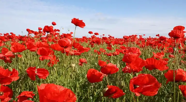 Apartment in Rövershagen