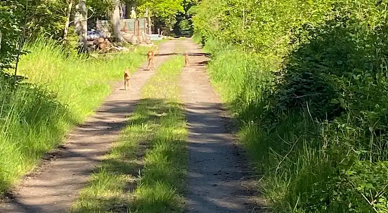 Naturnahe Lage bei Wald, Golf und Strand