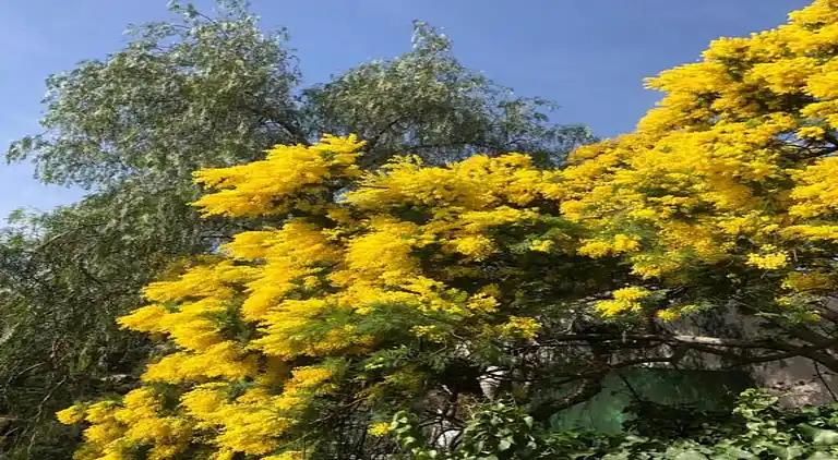 Villa in Cavalaire-sur-Mer