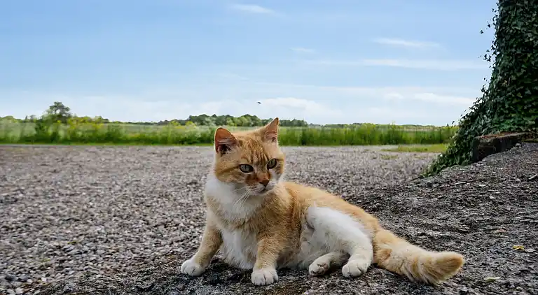 Stort feriehus ved Tønder